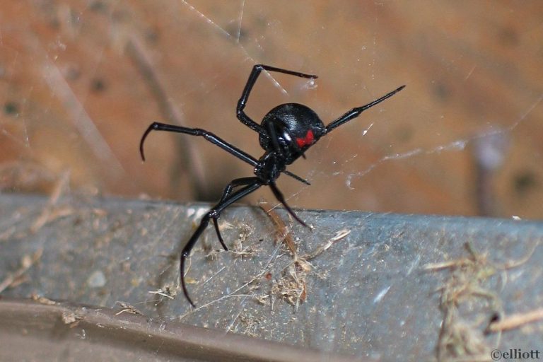 Black Widow Spider North American Insects And Spiders 