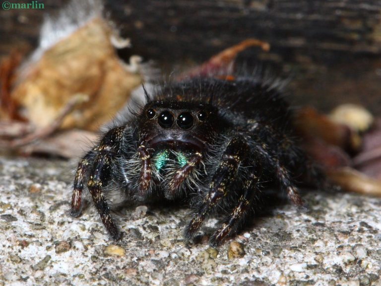 Bold Jumping Spider - Phidippus audax - North American Insects & Spiders