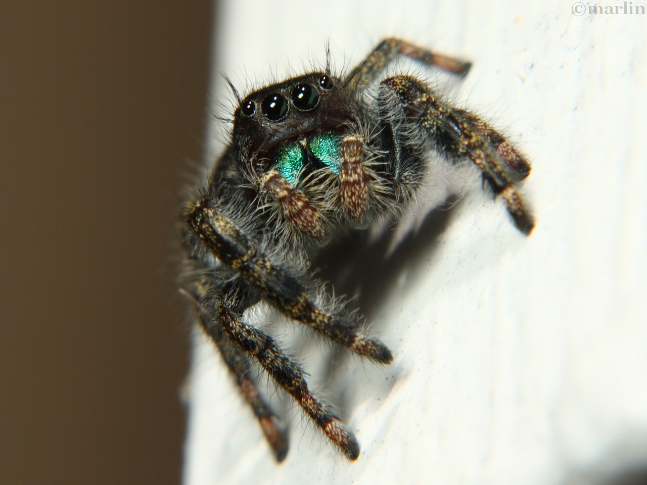 Regal Jumping Spider - Phidippus regius - North American Insects & Spiders