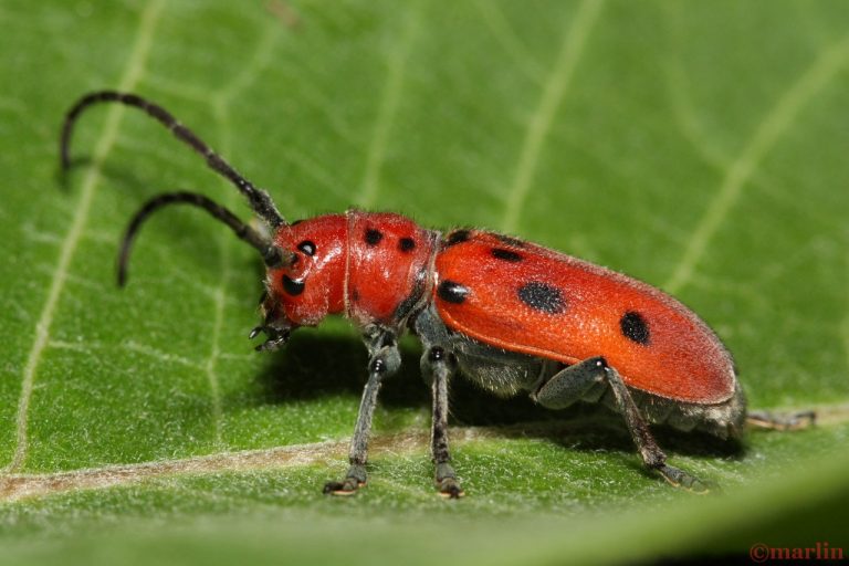 Red Milkweed Beetle - North American Insects & Spiders