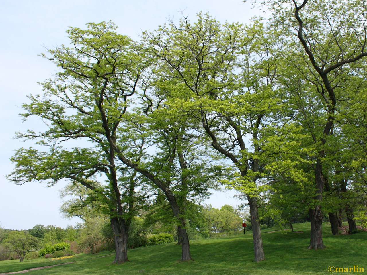 Sunburst Honey Locust North American Insects Spiders