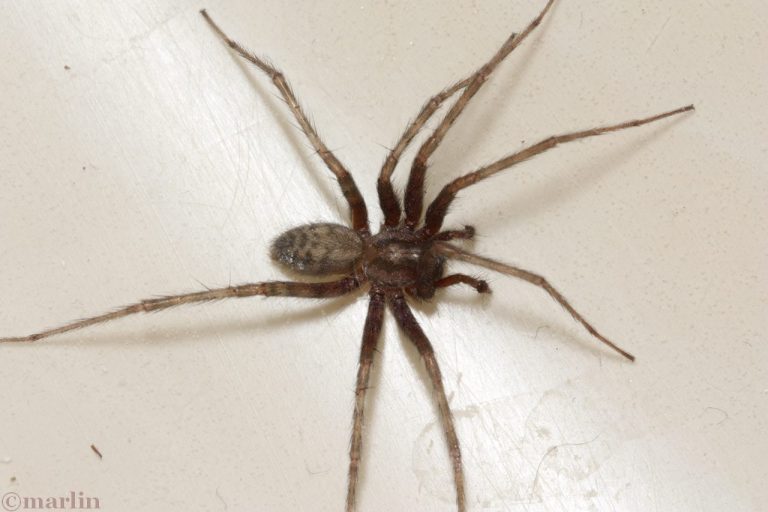 Barn Funnel Weaver Spider - North American Insects & Spiders