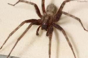 Barn Funnel Weaver Spider - North American Insects & Spiders