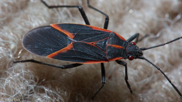 Box Elder Bug - North American Insects & Spiders