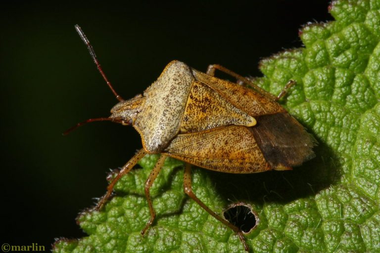 Stink Bugs - North American Insects & Spiders