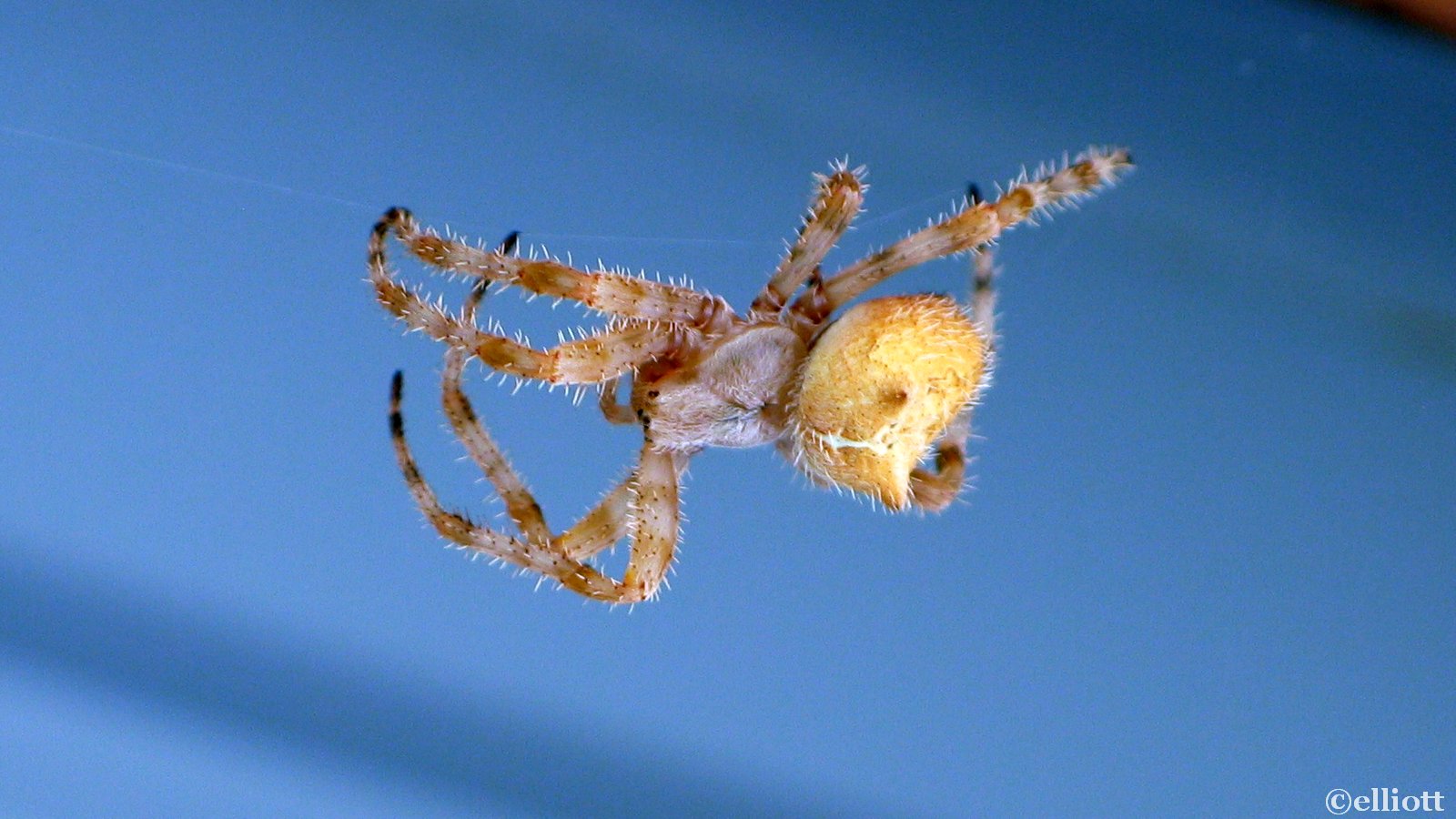 cat-faced spider - North American Insects & Spiders