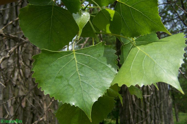 Eastern Cottonwood - North American Insects & Spiders