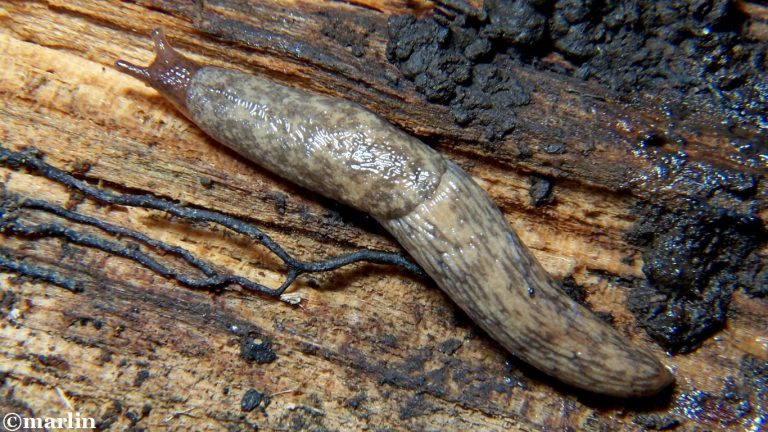 Gray Garden Slug - North American Insects & Spiders