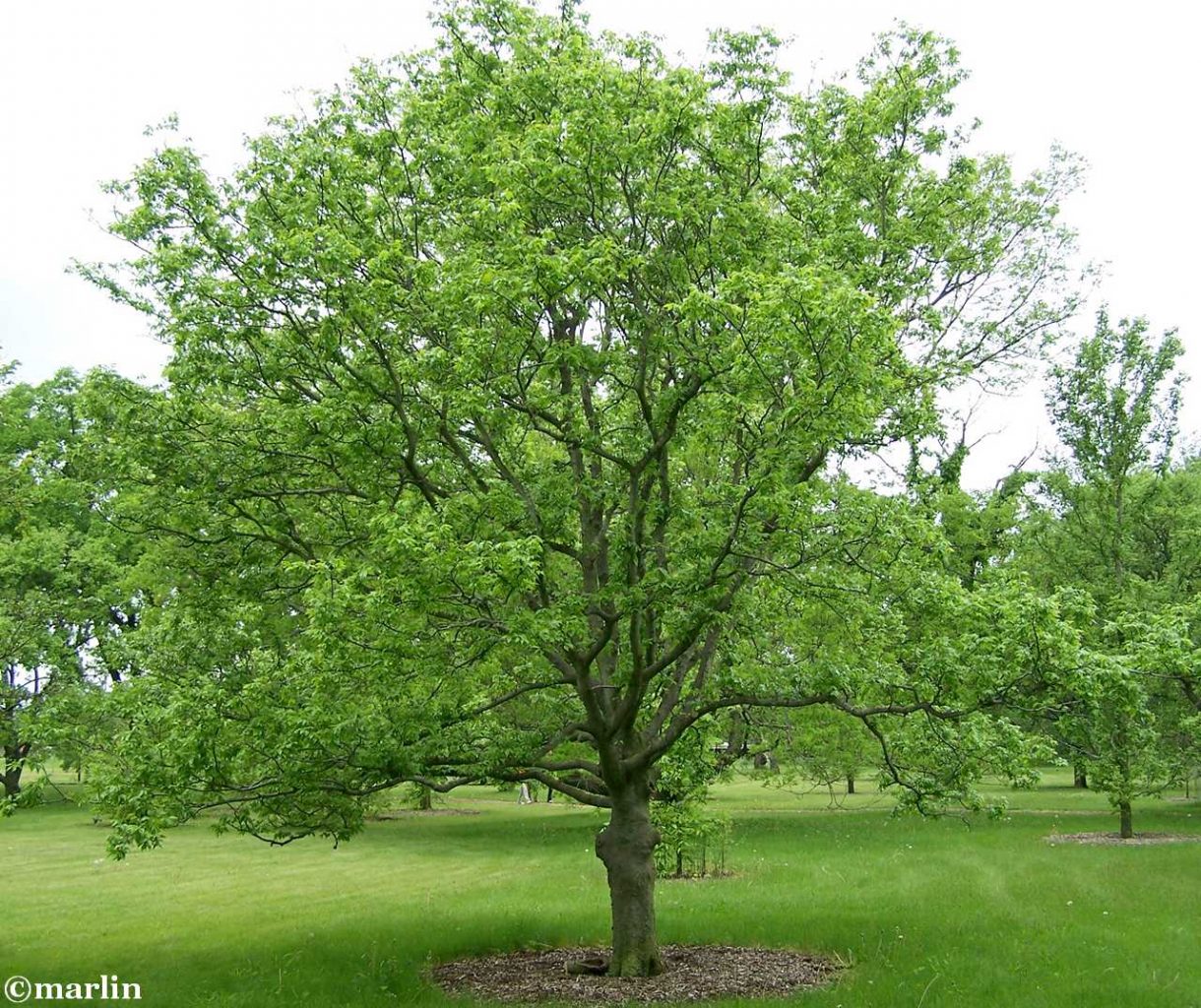 Hackberry Tree - North American Insects & Spiders