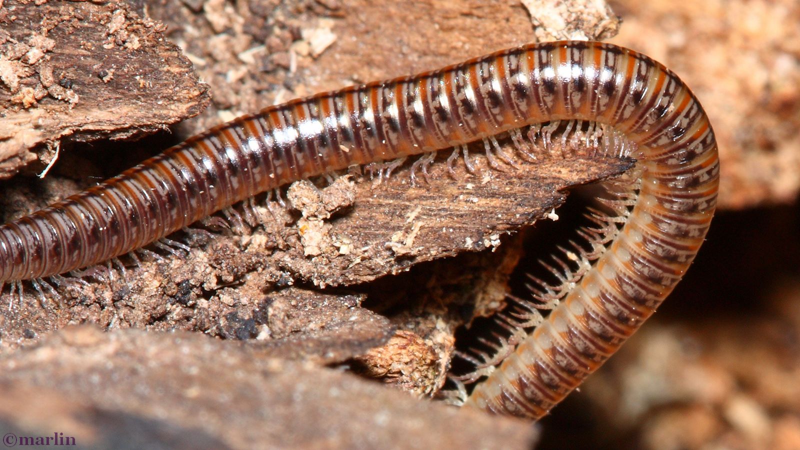 Millipedes and Centipedes North American Insects & Spiders