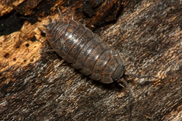 Pill Bugs And Woodlice North American Insects And Spiders