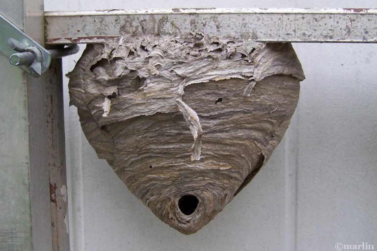 Bald-Faced Hornet - North American Insects & Spiders