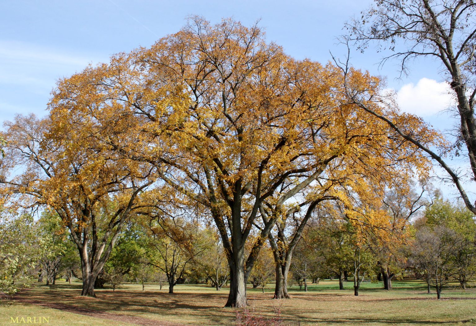 American Elm   Ulmus Americanus   North American Insects & Spiders