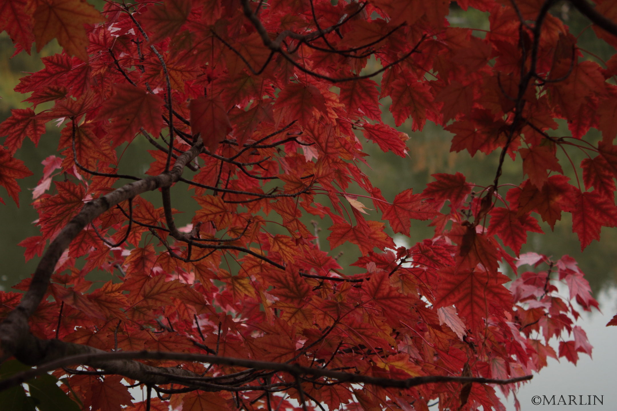 Autumn Flame Red Maple