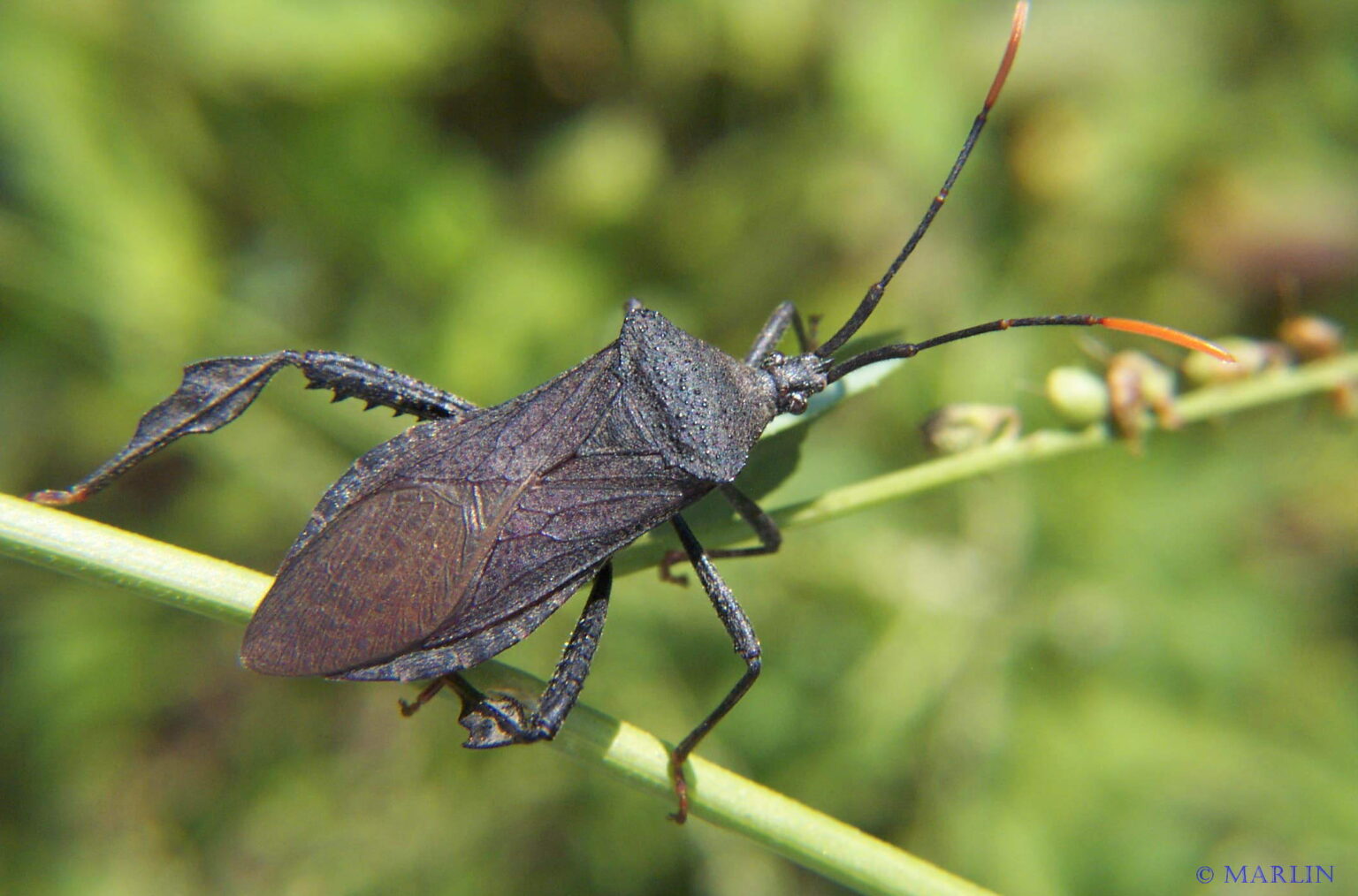 Leaf Footed Bug - A terminalis - North American Insects & Spiders