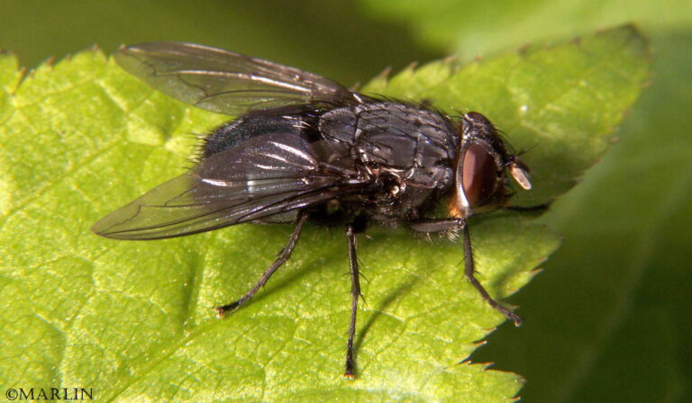 Blue Bottle Fly - North American Insects & Spiders