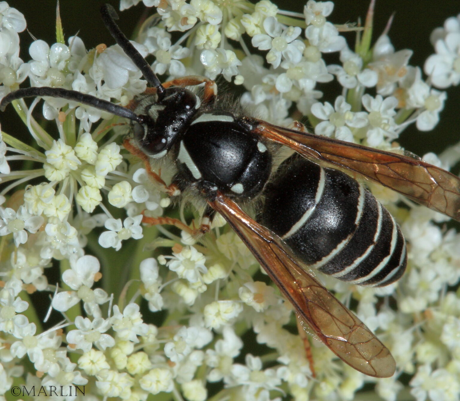 Blackjacket Wasp - North American Insects & Spiders