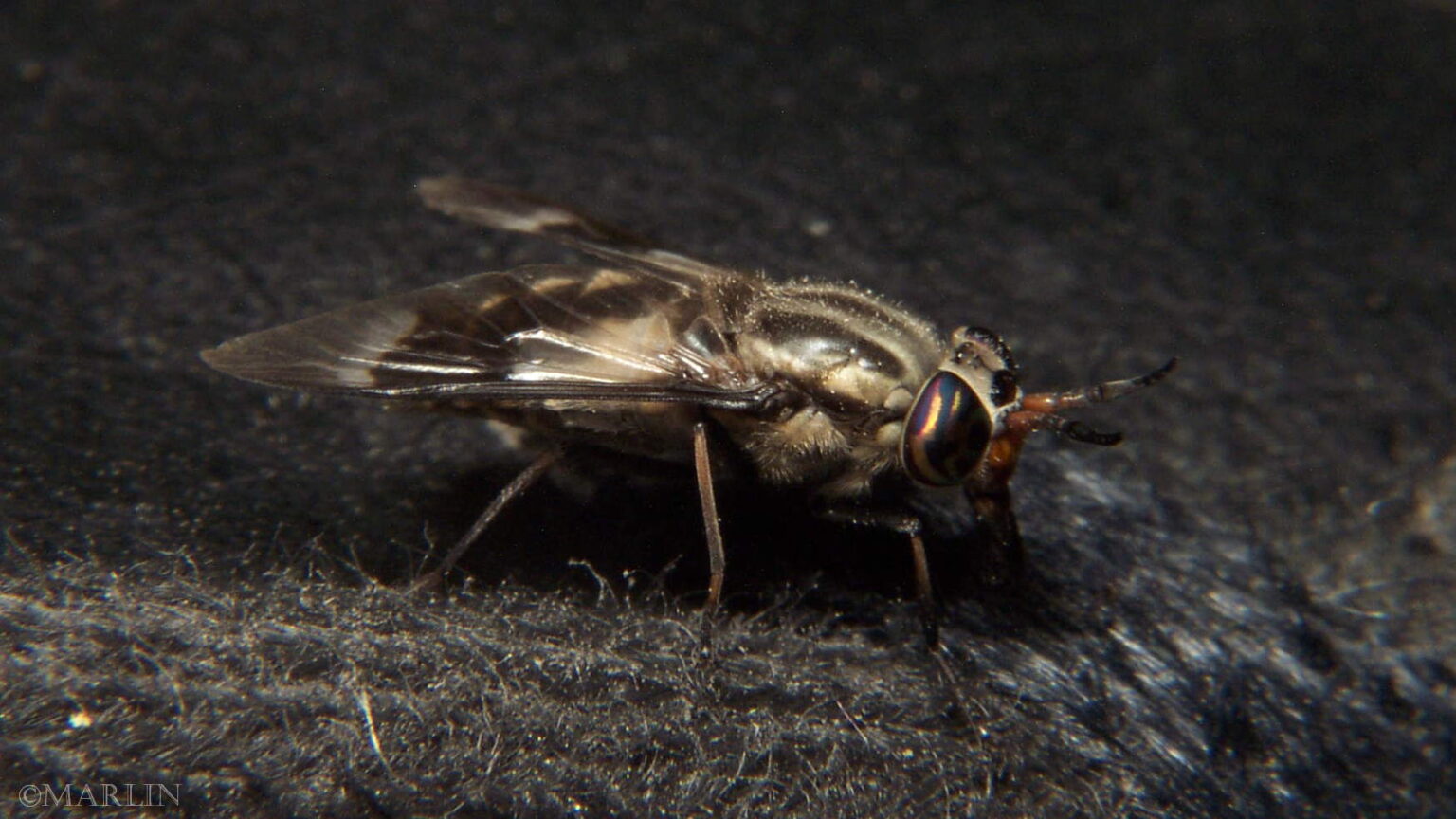 Deer Fly - C callidus - North American Insects & Spiders