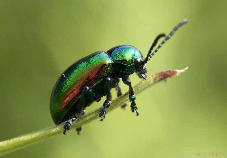 Dogbane Leaf Beetle - North American Insects & Spiders