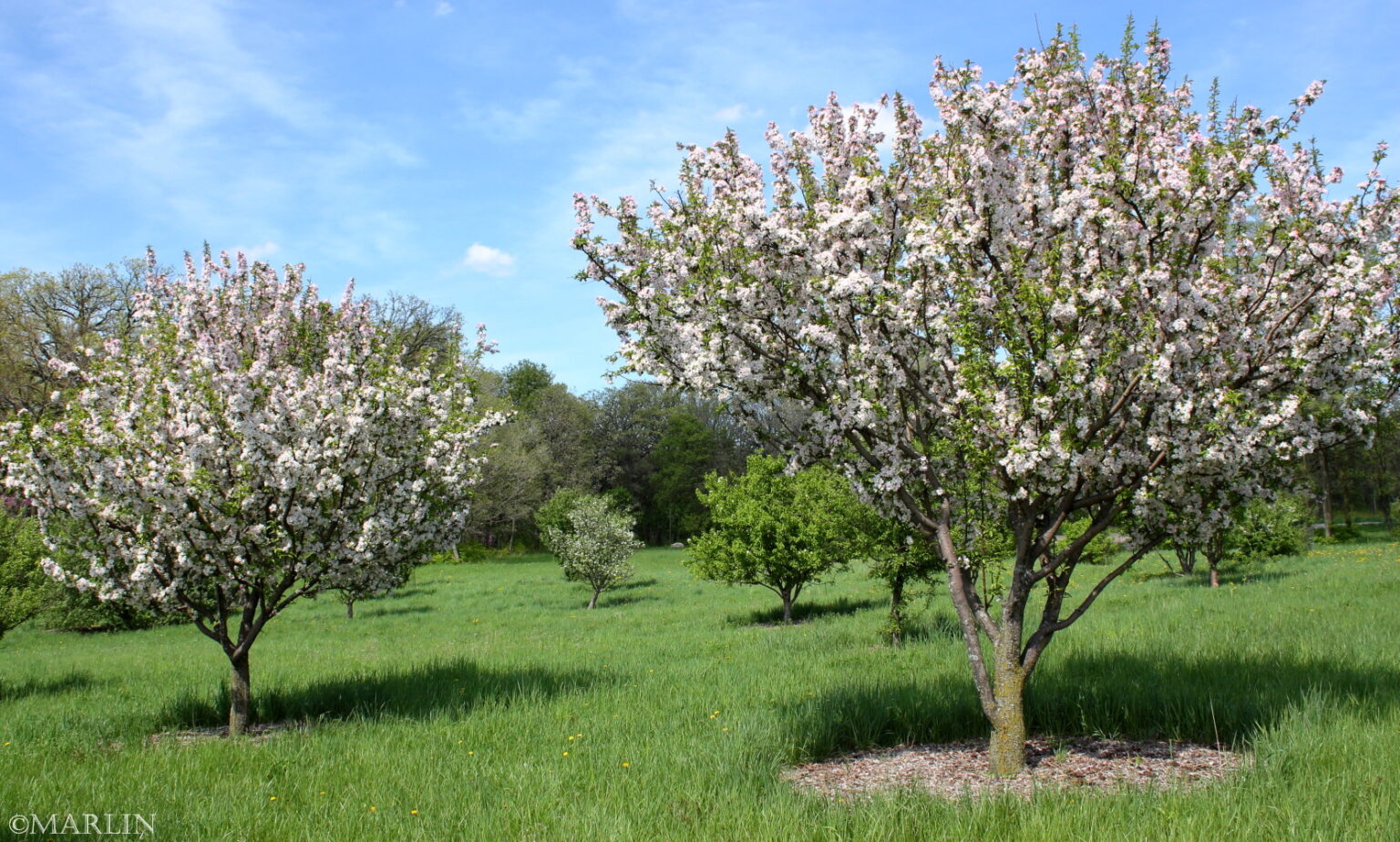 Doubleflower Chinese Crabapple - Malus spectabilis 'Plena' - North ...