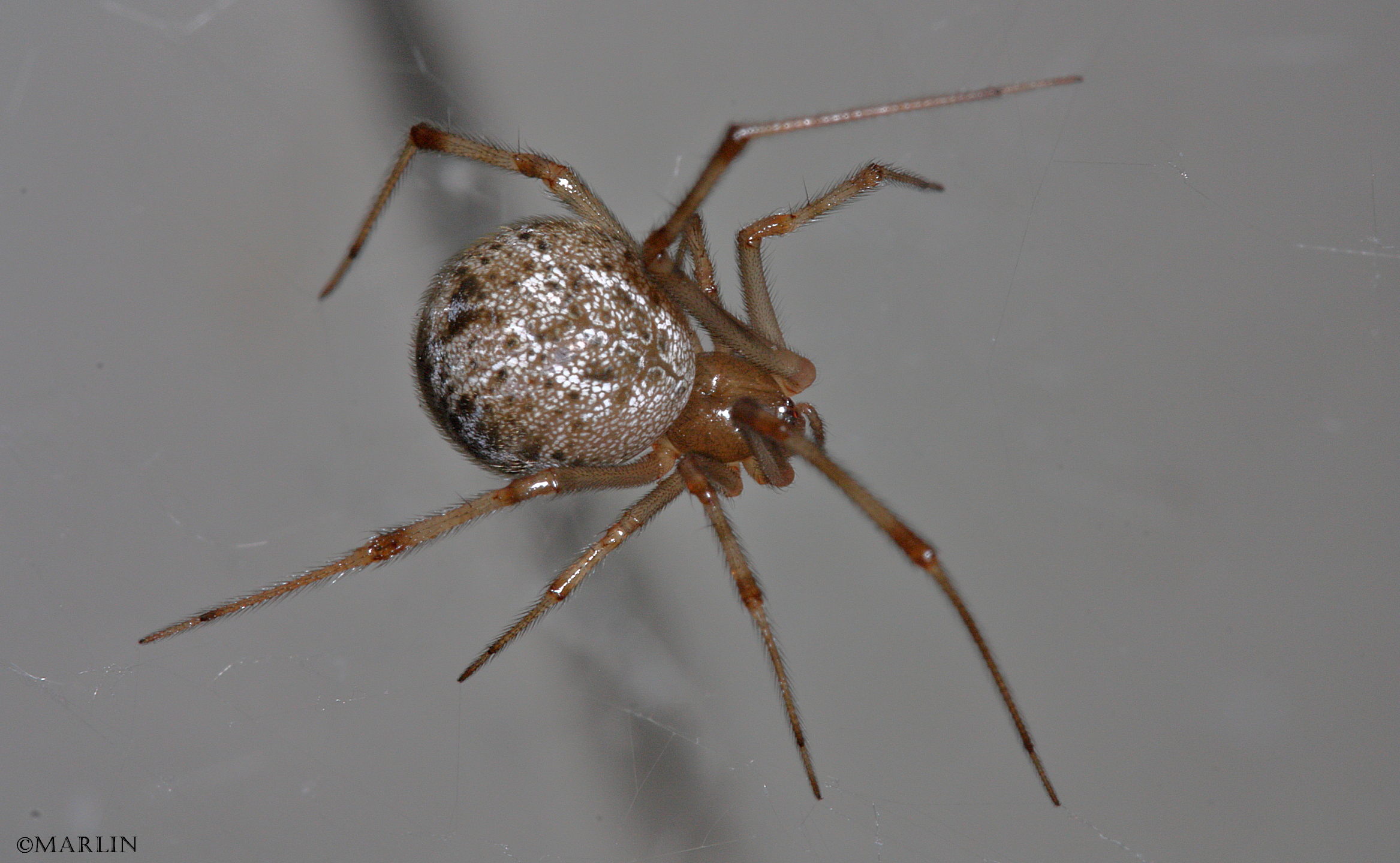 Male and Female Common House Spider - Parasteatoda tepidariorum 