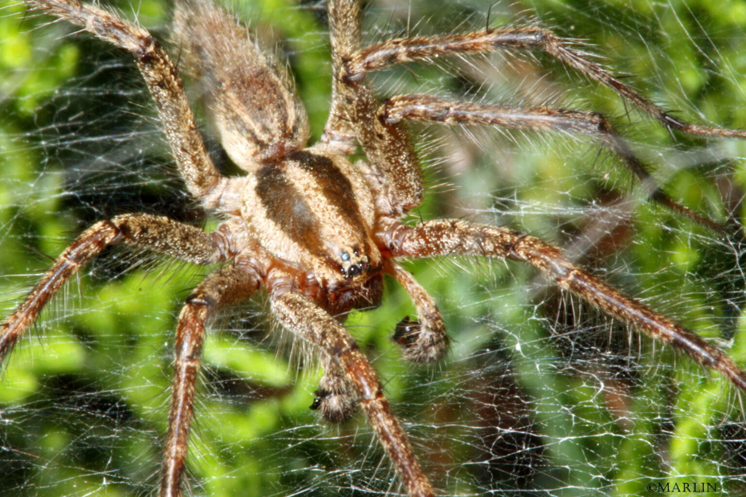 Funnel Weaver Spiders - North American Insects & Spiders