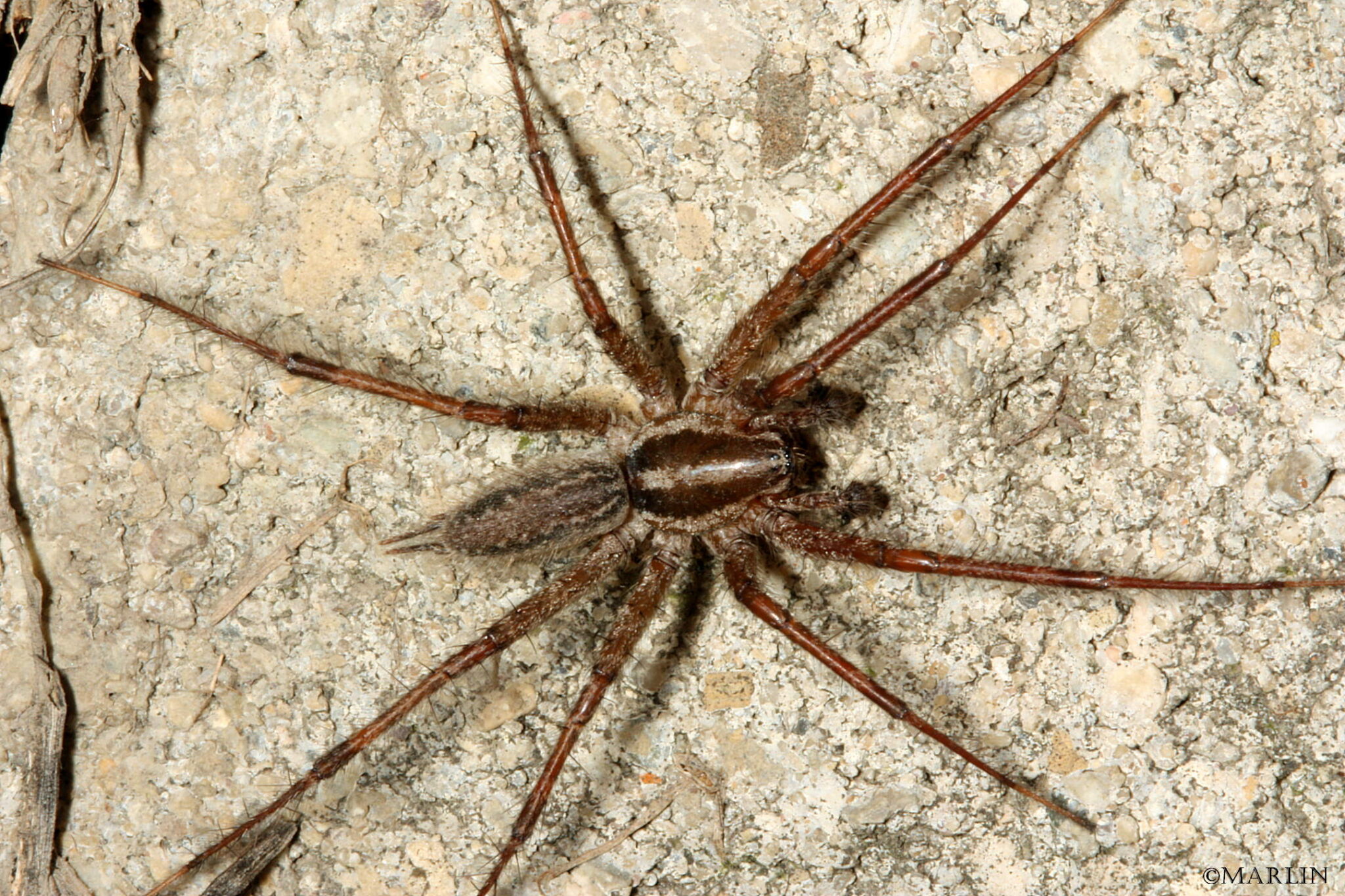 Funnel Weaver Spiders - North American Insects & Spiders