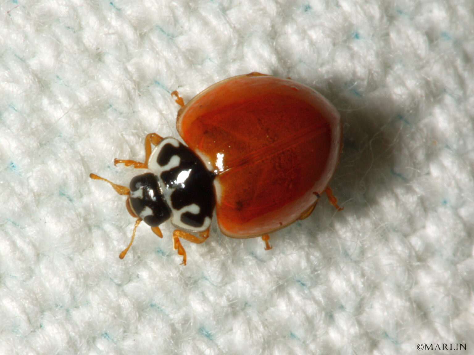 Spotless Ladybug - North American Insects & Spiders