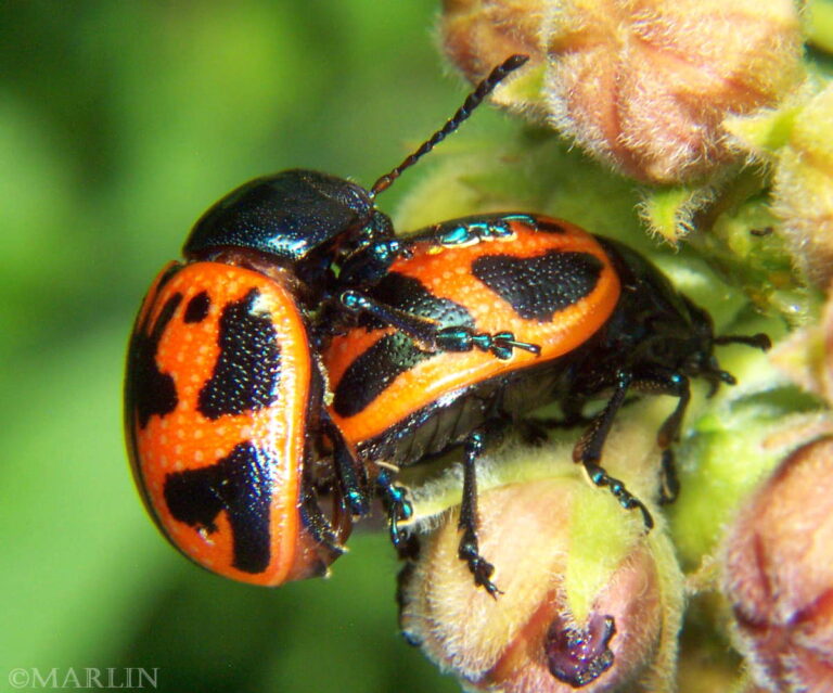 Milkweed Leaf Beetle - North American Insects & Spiders