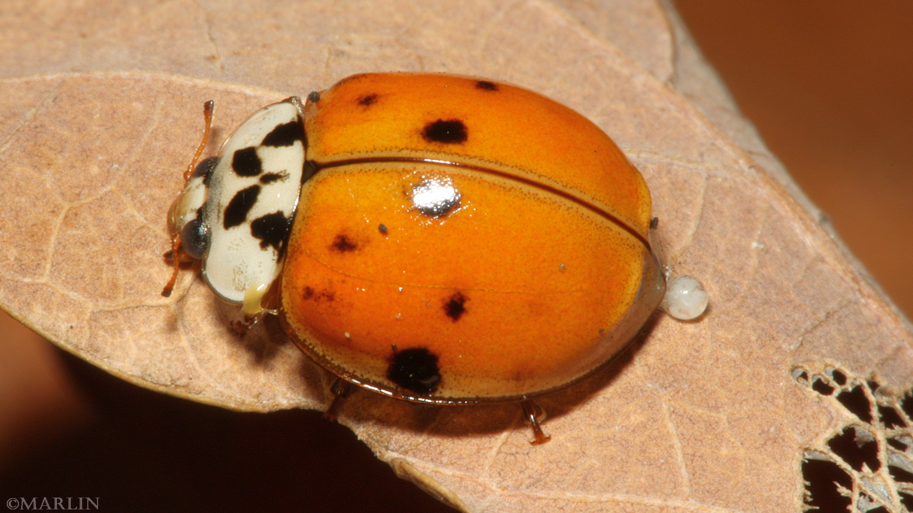 Pink-spotted Lady Beetle - Coleomegilla maculata - North American Insects &  Spiders