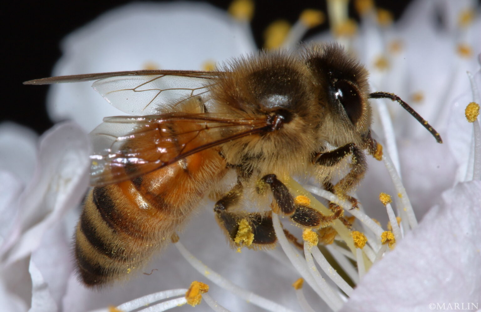 Honey Bees - North American Insects & Spiders