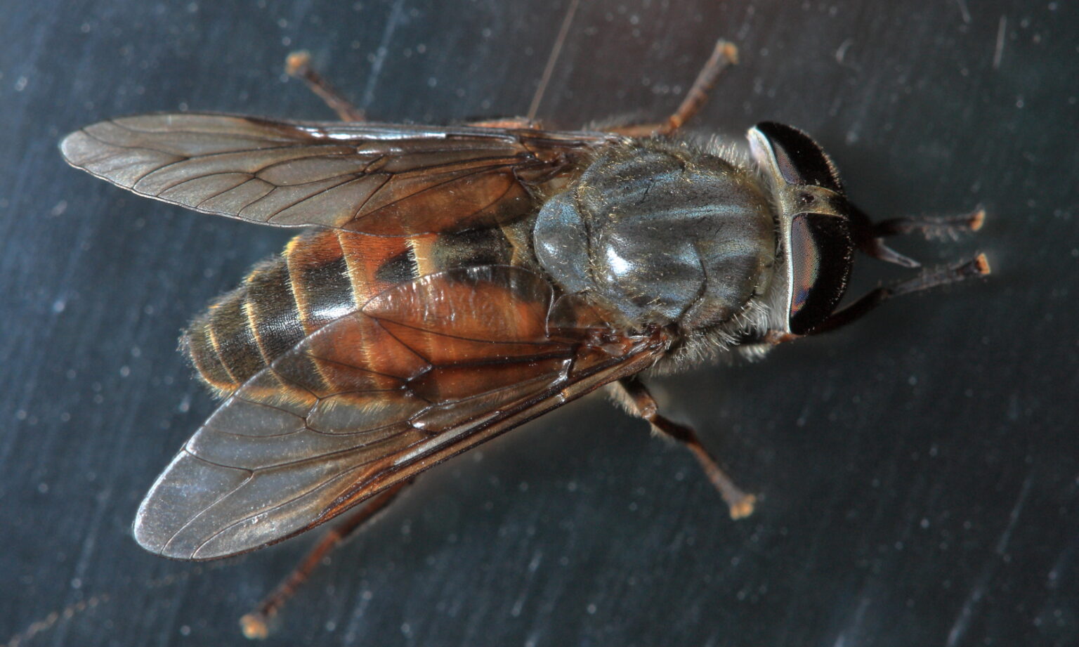 Horse Fly - Hybomitra - North American Insects & Spiders