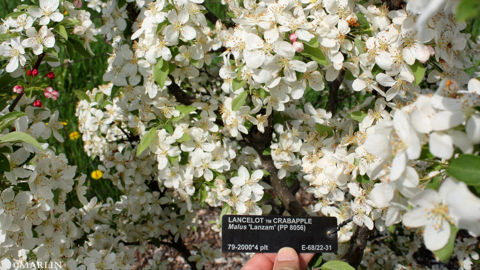 Lancelot Crabapple Malus Lanzam North American Insects And Spiders