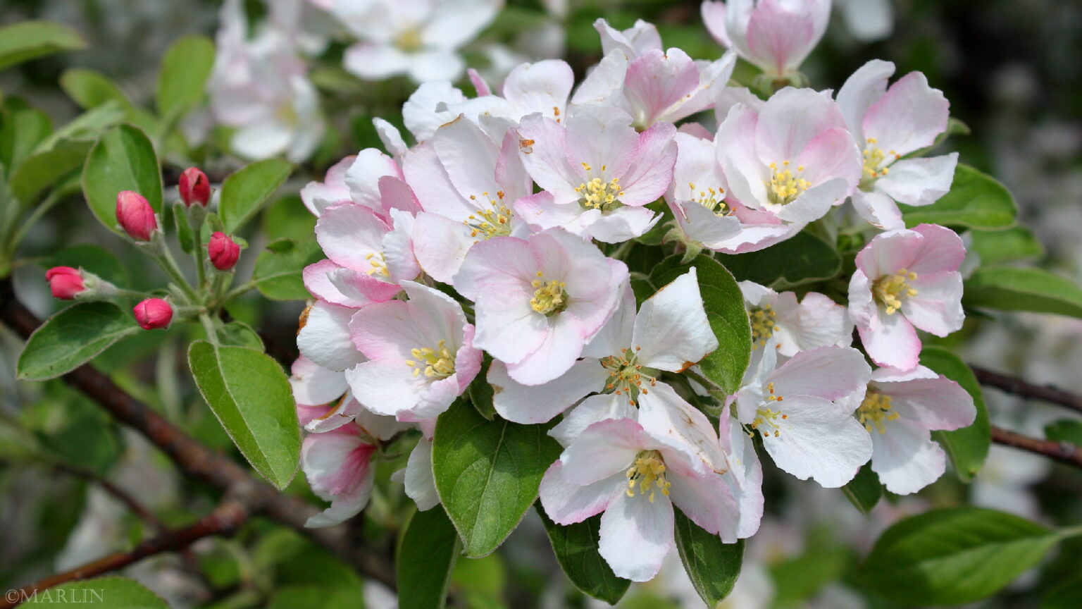 Plum-Leaved Crabapple - M prunifolia - North American Insects & Spiders