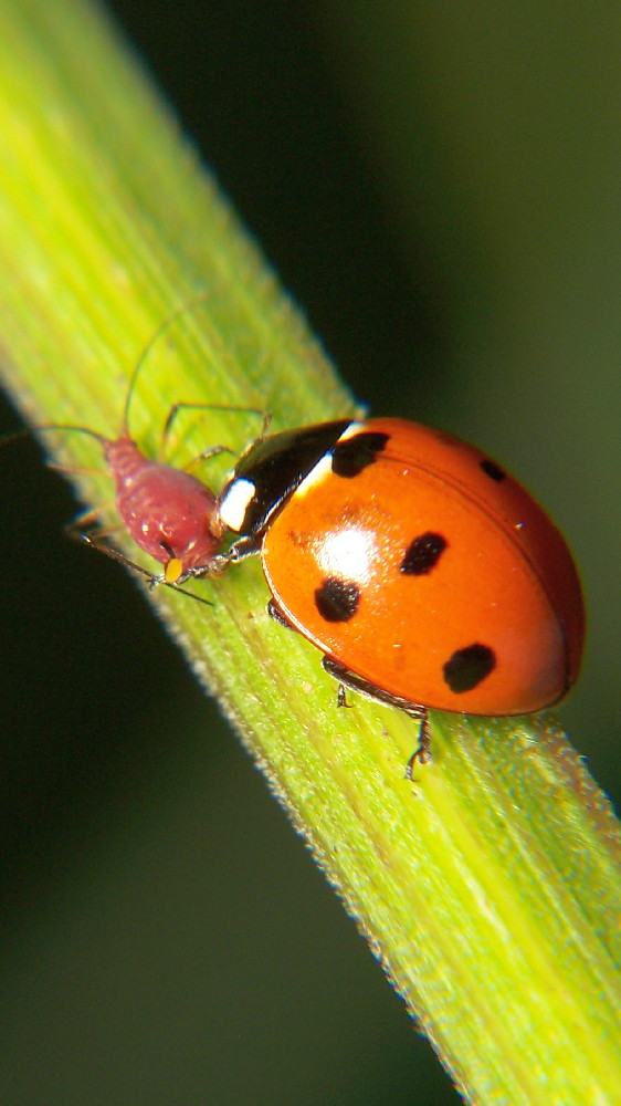 ladybird beetle feeding