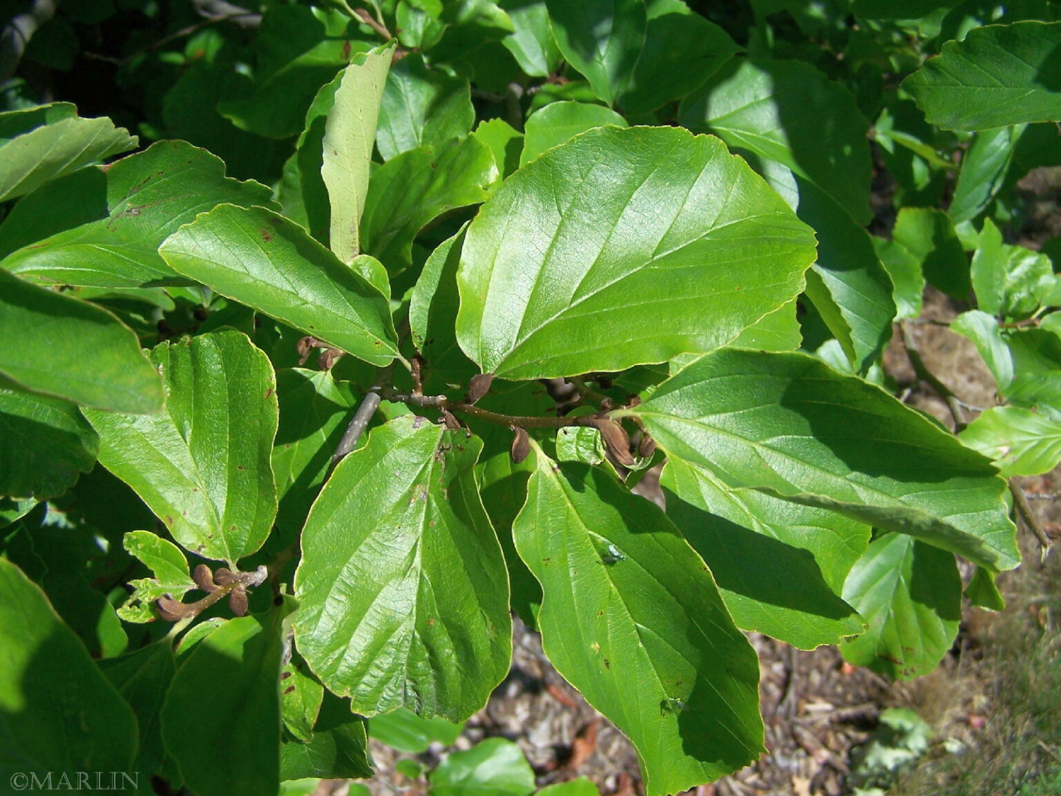 Persian Ironwood - Parrotia persica - North American Insects & Spiders