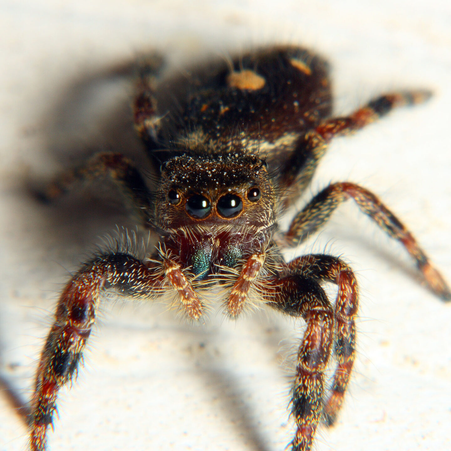 color photo Regal Jumping Spider Phidippus regius