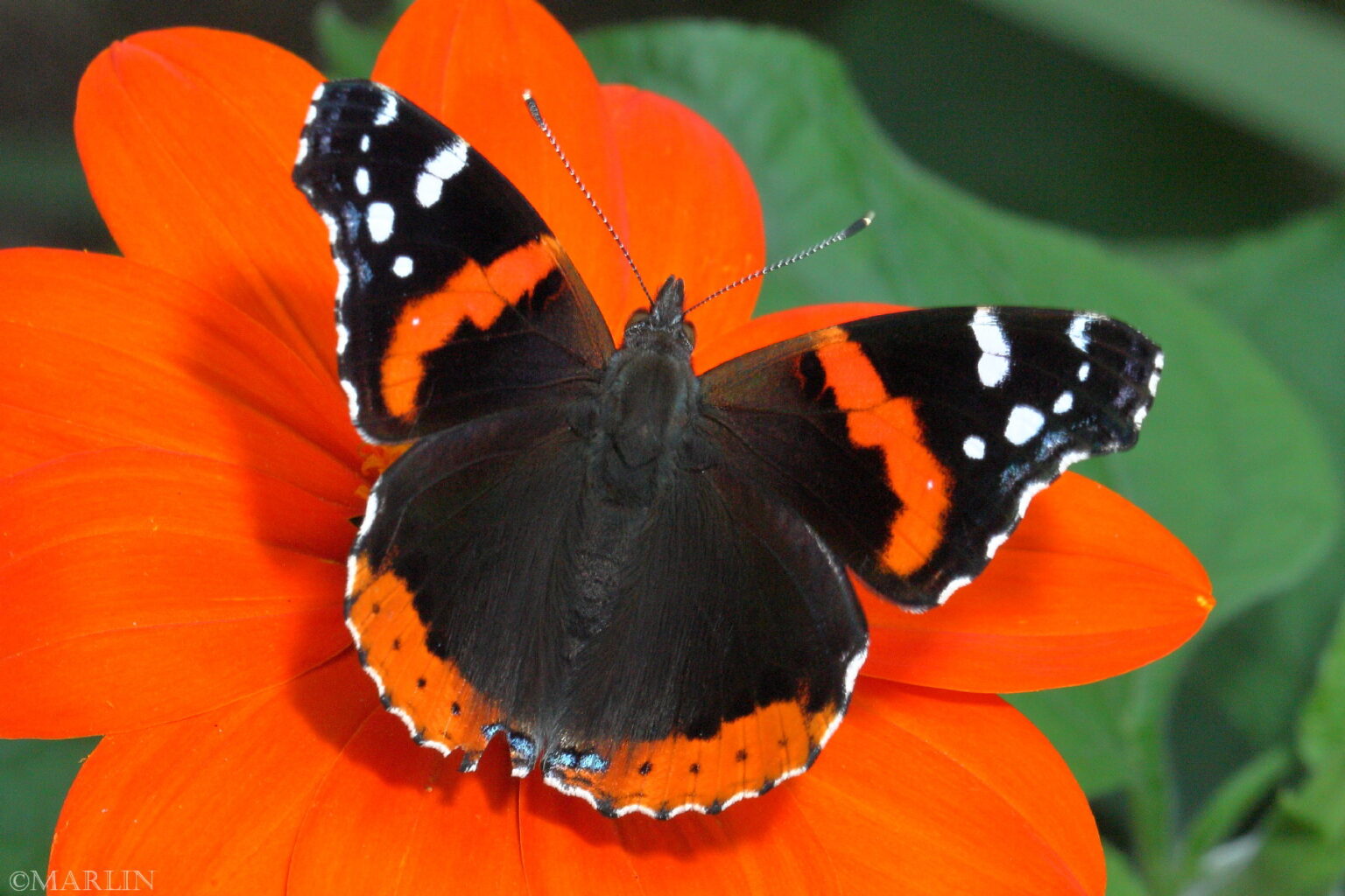 Red Admiral Butterfly - North American Insects & Spiders