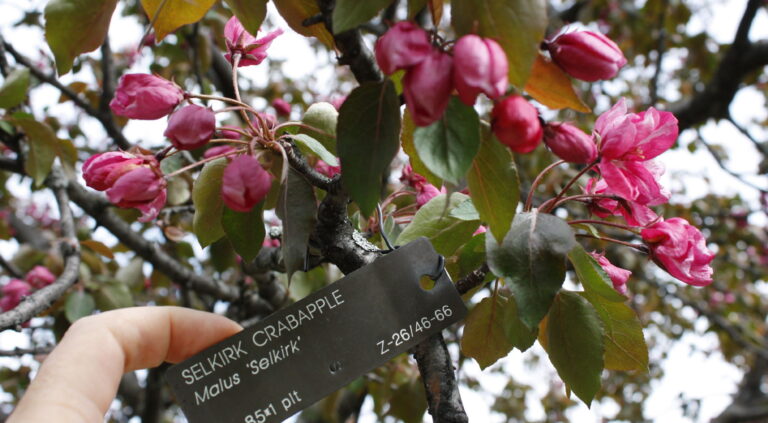 Selkirk Crabapple North American Insects And Spiders