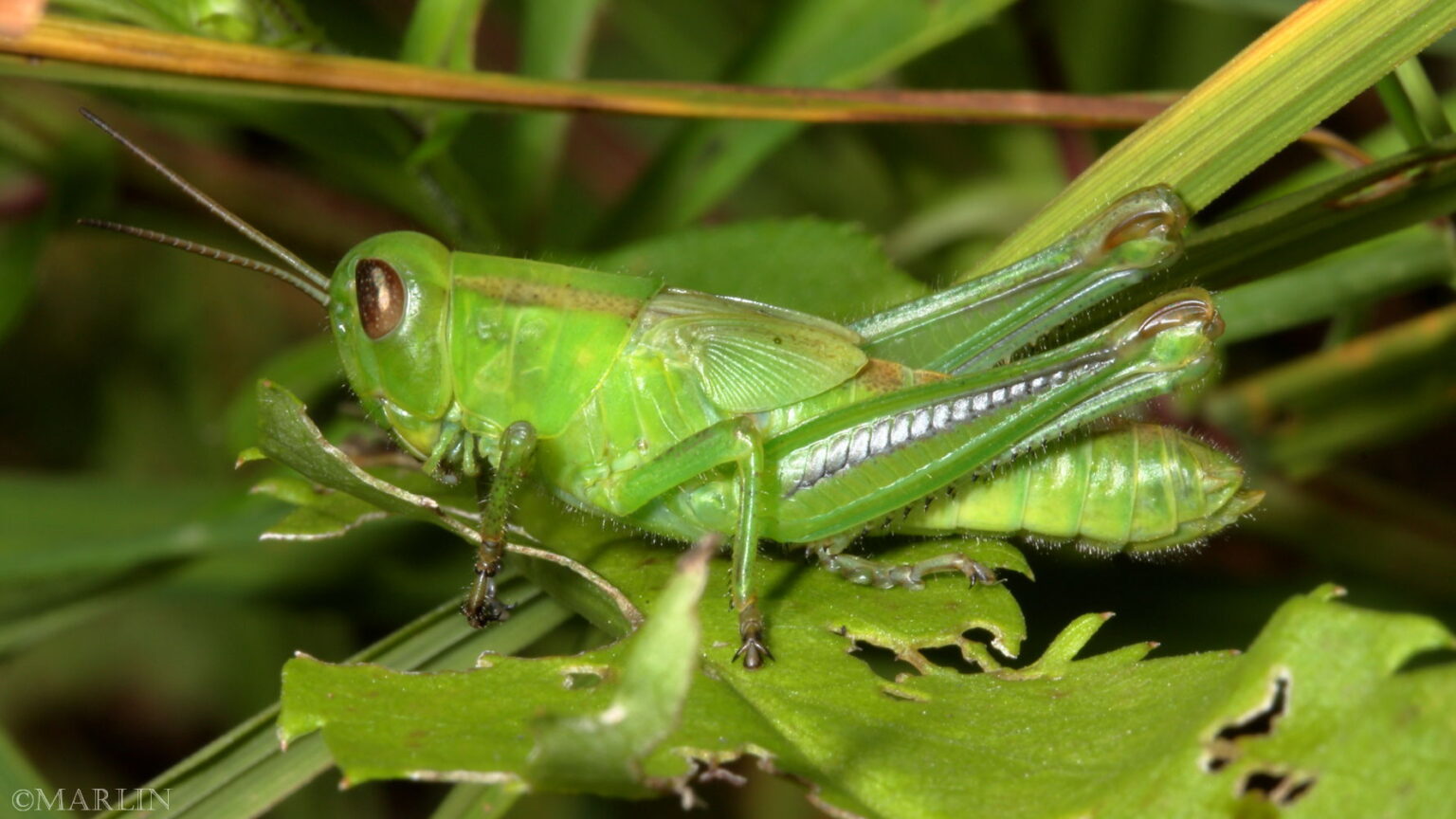 North American Insects & Spiders - North American Insects & Spiders